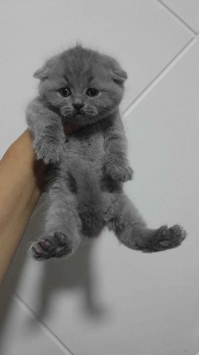 Skotish fold mushukchalar