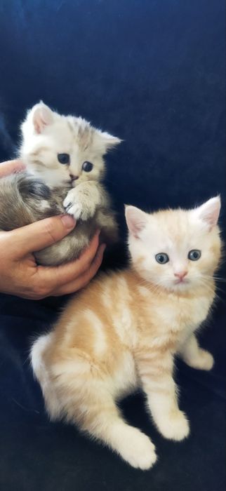 Шотландские котята