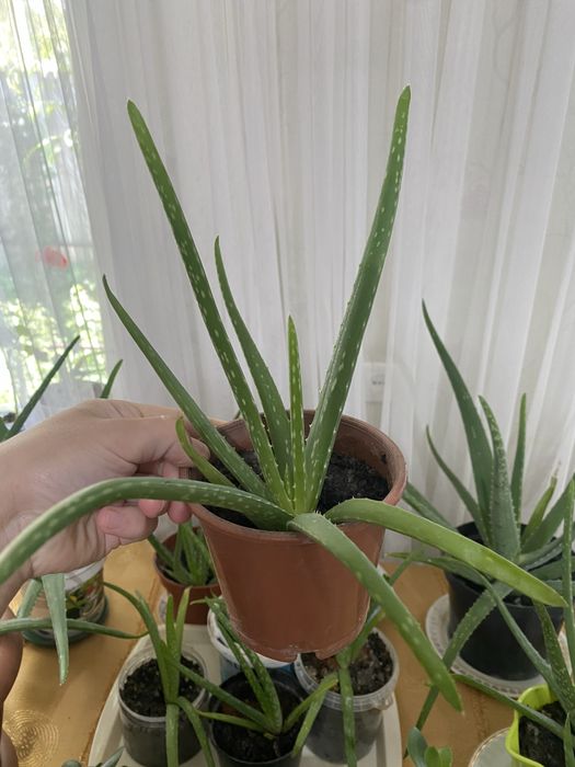 Каланхое, Алоэ, Алоэ древовидное, Хлорофитум