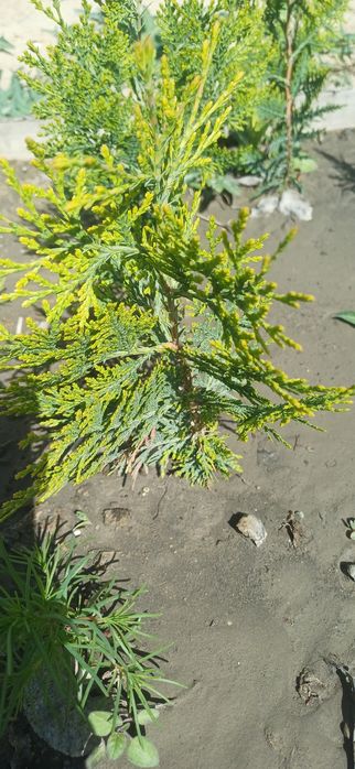 Туя көшеттері бар