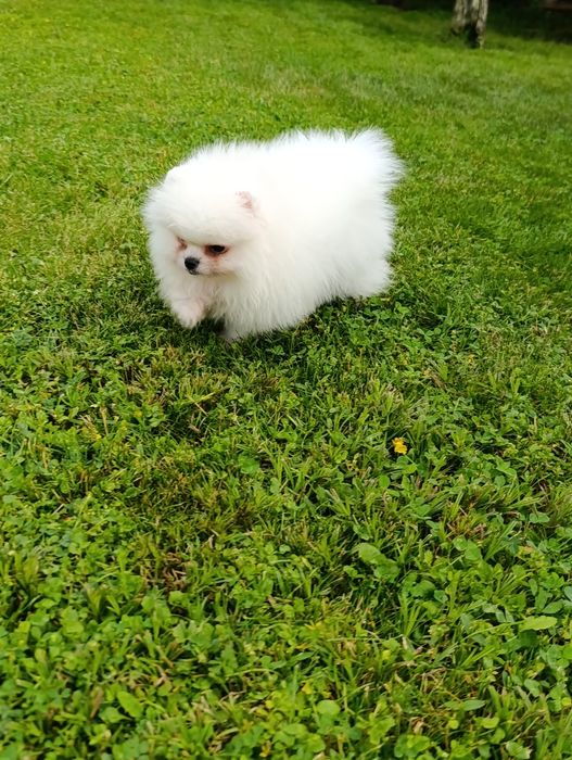 Pomeranian mascul mini toy