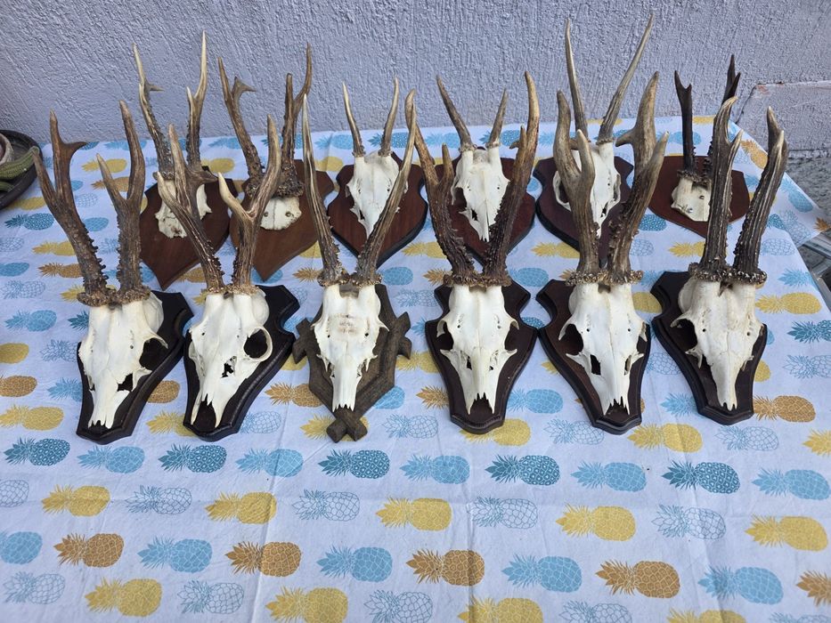 Vand trofee caprior