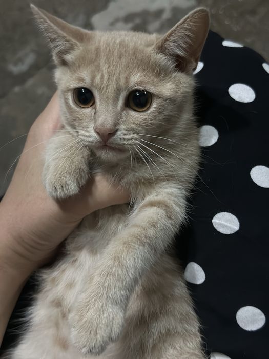 Klublardagi jinsiy aloqa musobaqalaridan havaskor videolar va fotosuratlar