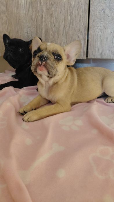 Френски булдог/булдочета