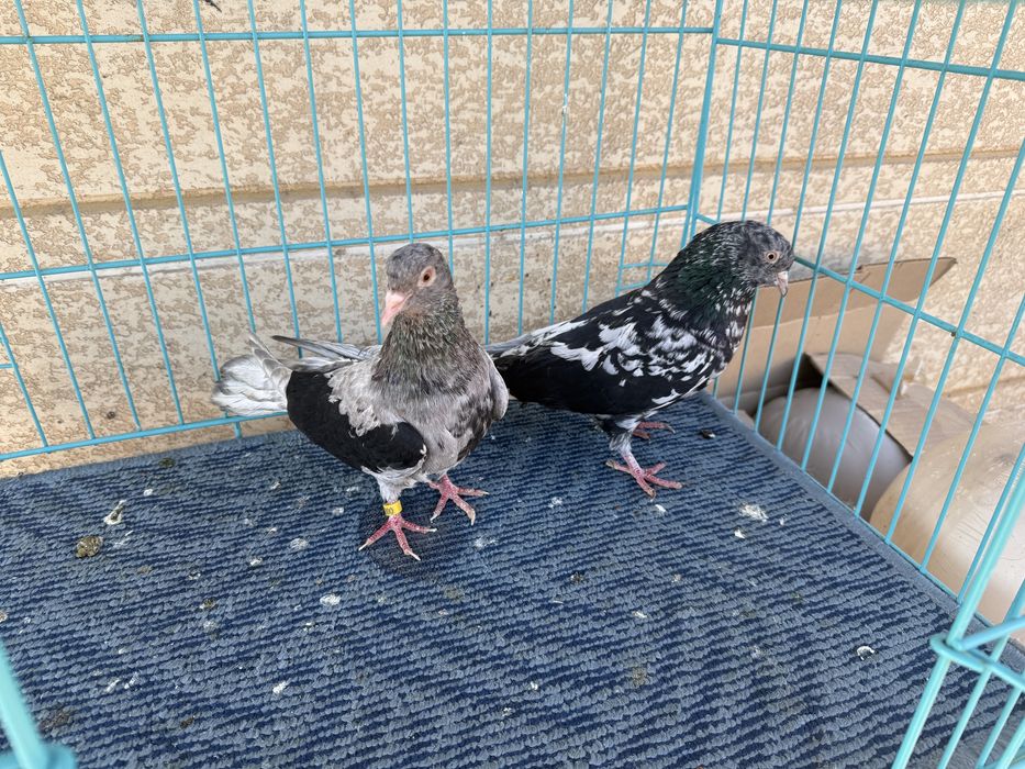 Челкар кара пат