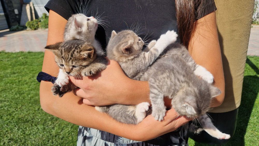 Котята милые красивые
