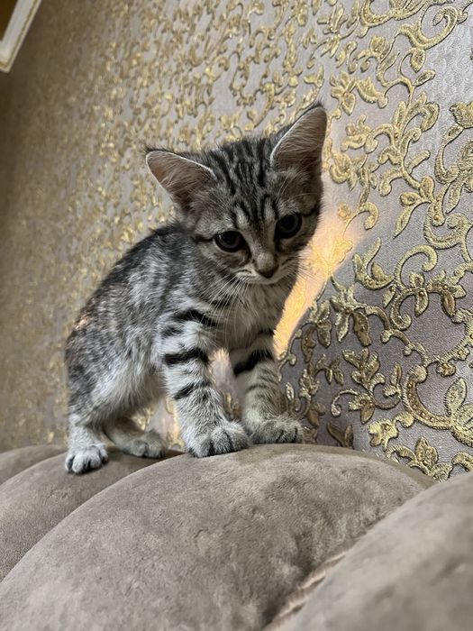 котенок девочка