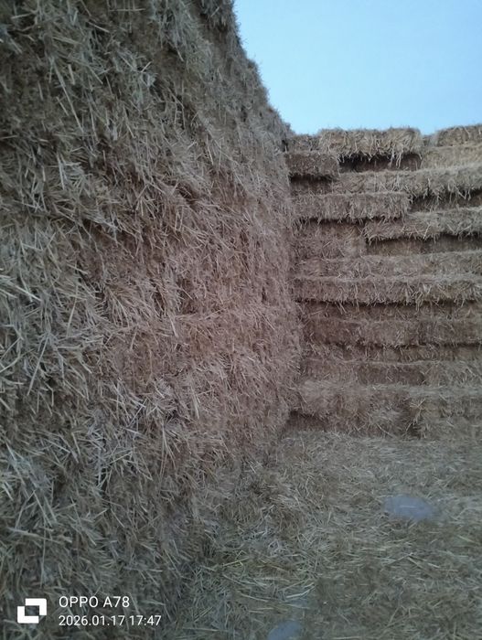 Сабан прес бар сабан