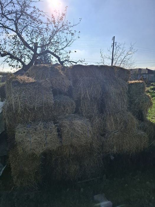 Baloți lucernă an 2025