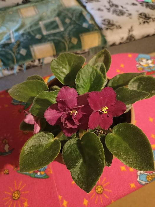 Фиалка бархатная