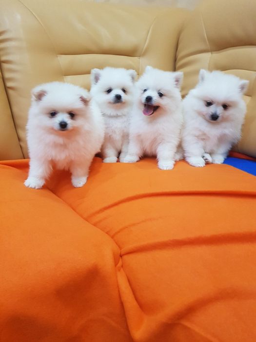 Померан померанчета Гр. София