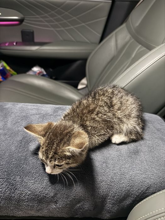 Отдаю котенка в добрые руки