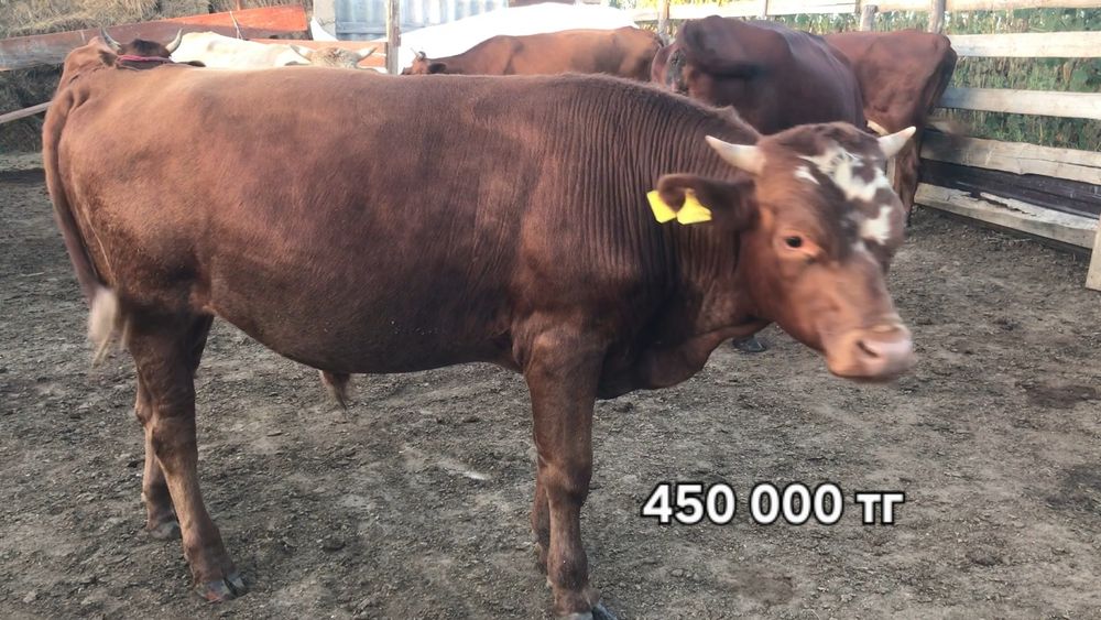 Продам Бычков!!!