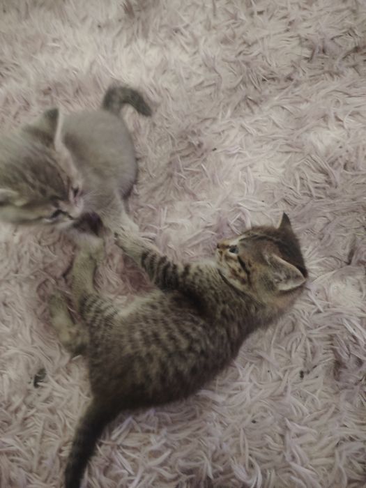 Отдам котят бесплатно