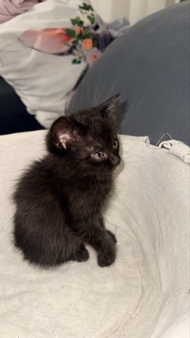 Отдам котят веселые ласковые
