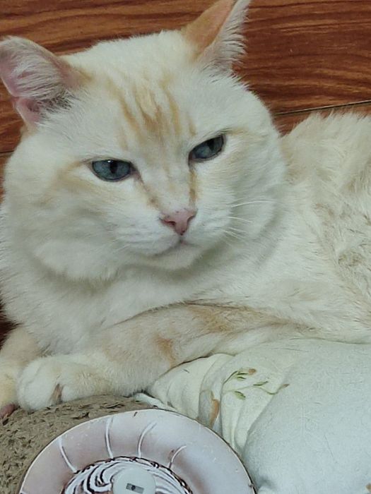 Шикарный котик ищет дом