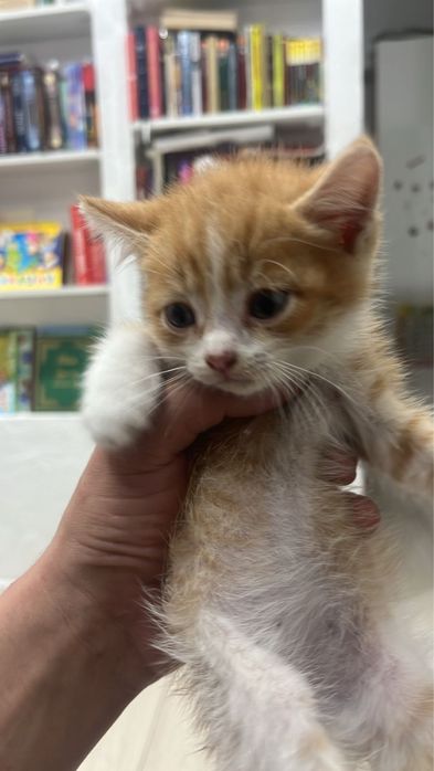 Отдам одну девочку котенка