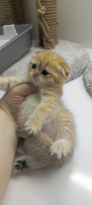Котик ВислоУхий ШотЛандСкий