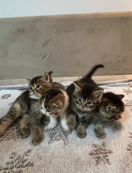 Отдаю котят в добрые руки