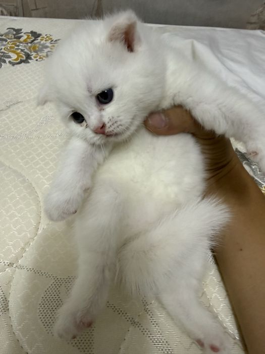 котенок породистый чирчик