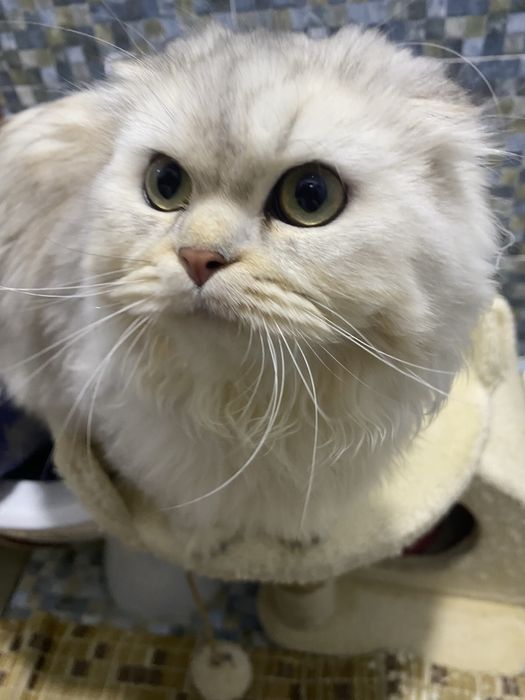 Продается Сингапурская кошка 4.5 меся девочка)