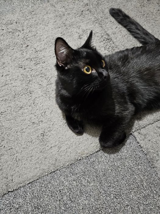 Симба в добрые руки.