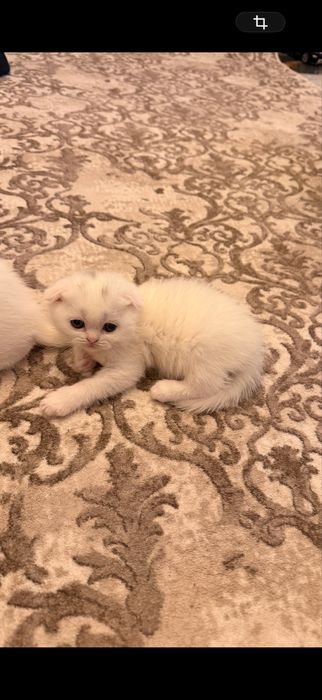 Британски и шотлански котенаца