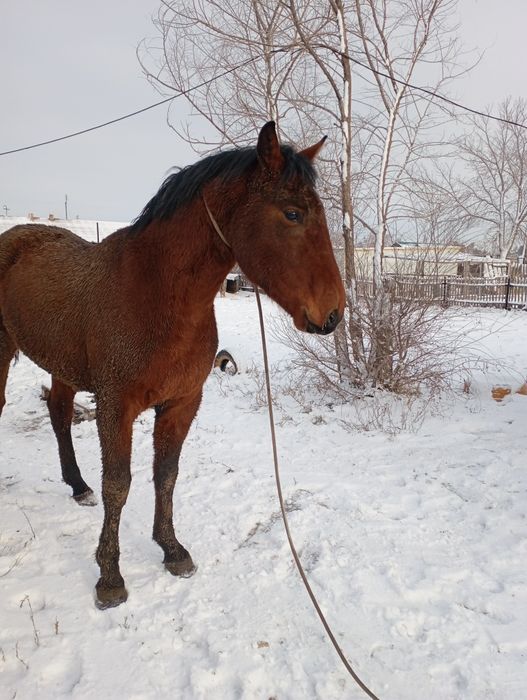 Жеребца трёх летка