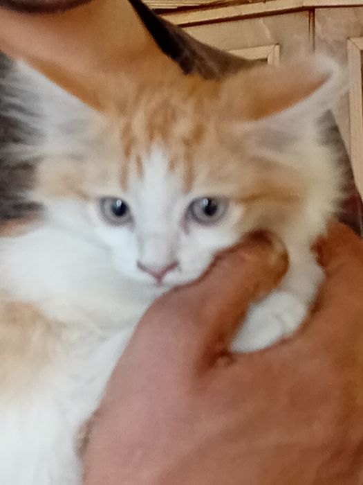 Котики ищут семью
