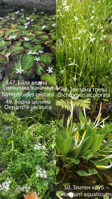 Продавам водни и езерни растения.