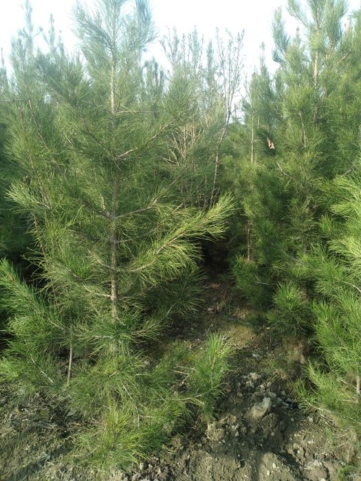 Туя. Можовелник зелёный забор учун