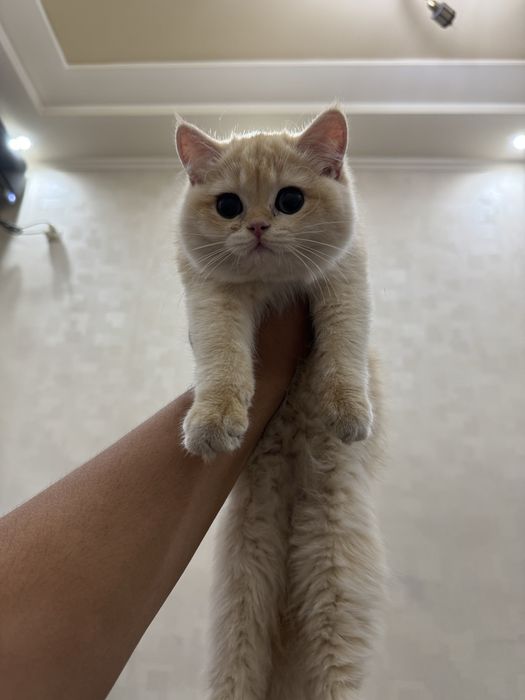 British Shorthair