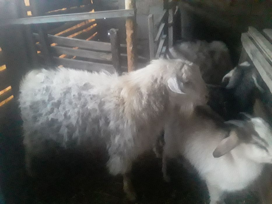 Cельхоз животные