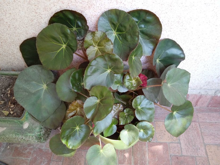 Стайно растение бегония