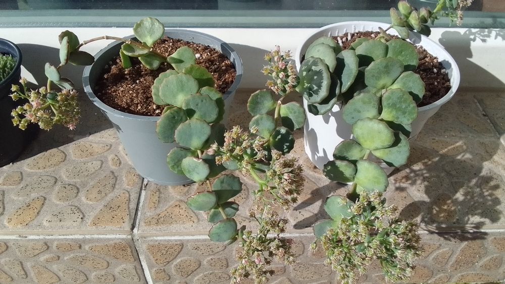 Замиокулкас/Ешеверия/Красула/Седум Сиеболди/Сансевиера/Лудизия/Амарили