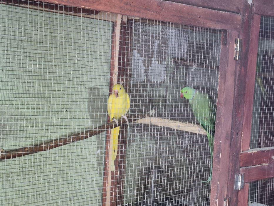 Micul akexander pereche inelati