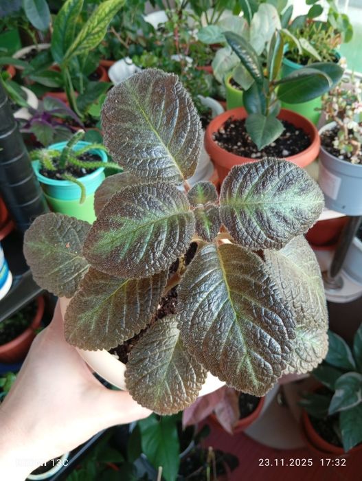 Продам комнатные растения