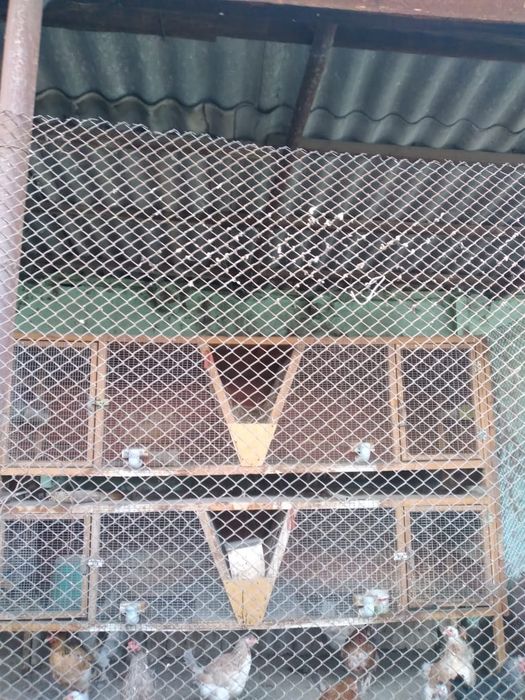 Продаются клетки для кроликов