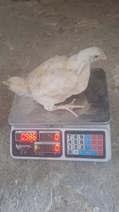 Продам цыплят бройлеров