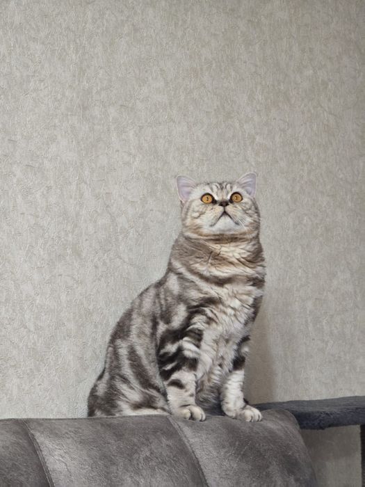 Отдам породистого кота в хорошие руки