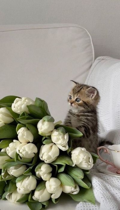 Шотландский котенок