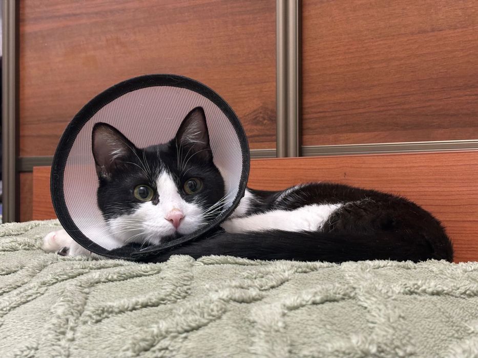 кот, возраст 1,3, мальчик