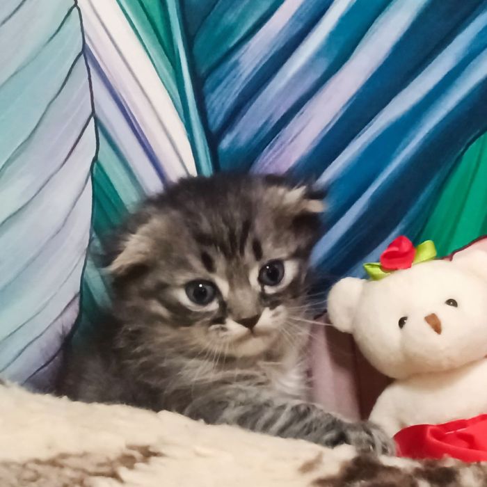 Вислоухая,девочка