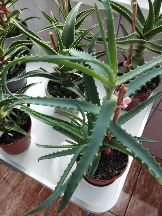 Plante Aloe Vera (1-3 ani) cu predare personală în Botoșani.
