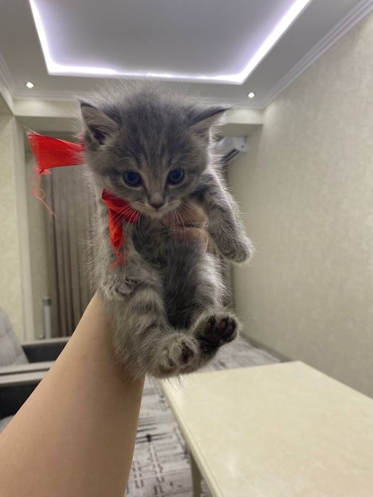 Британская короткошерстная