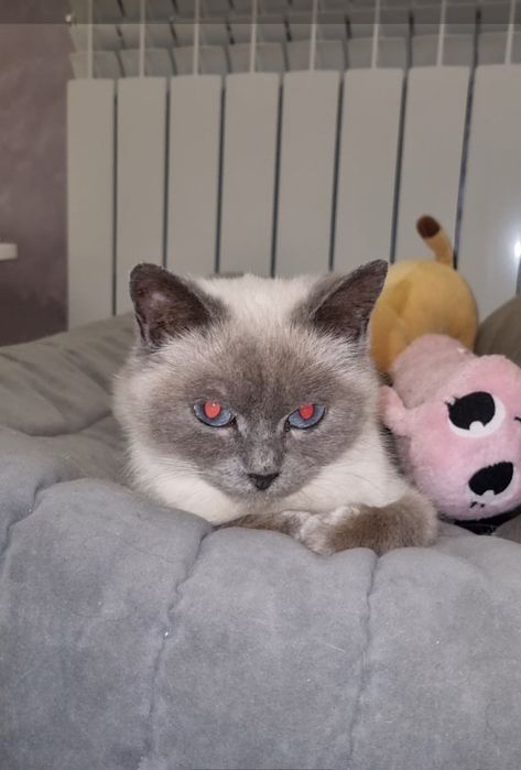 Персик ищет красотка ищут мампап. Доставлю!