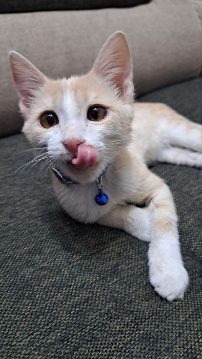 Отдам котёнка в хорошие руки