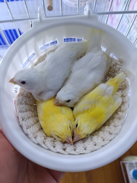 Канарейки овсяночного напева тройниковые.