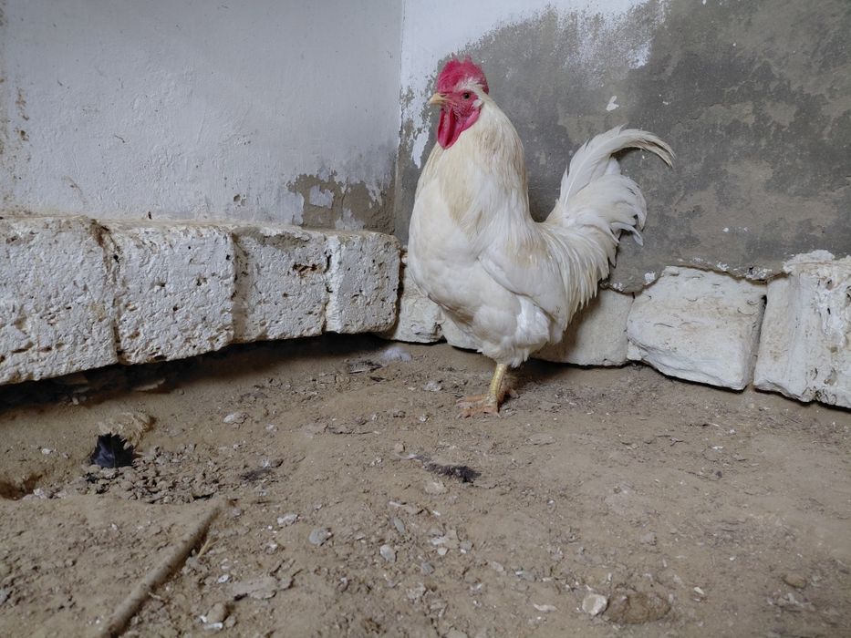 Атештер сатылады