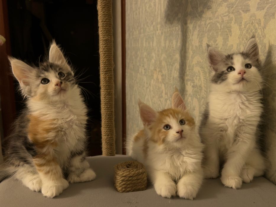 Котята Мейн-Куны